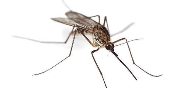 Adana sivrisinek ilaçlama
